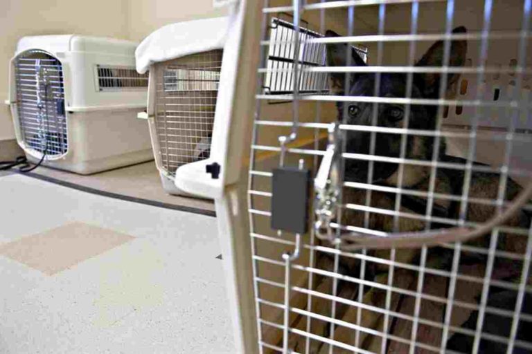 Crate training a dog with two crates, is it confusing? crate training