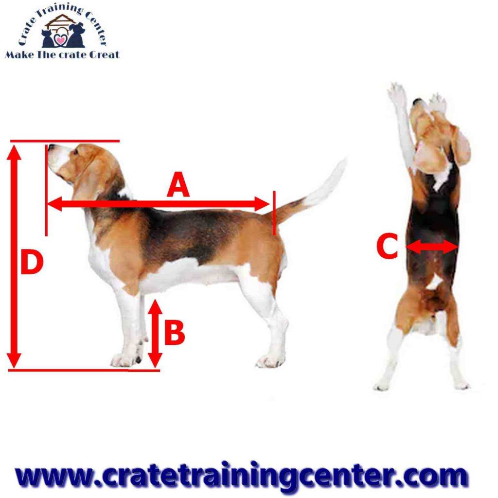 Measuring your dog for a crate