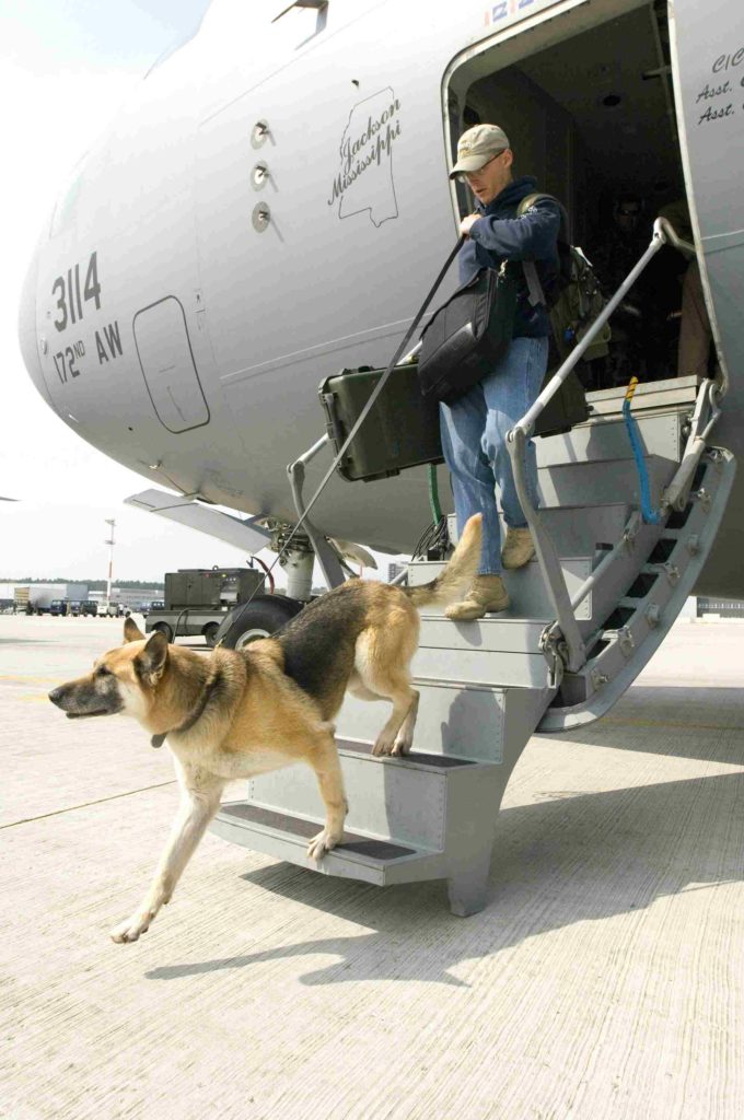 dog travel in crate