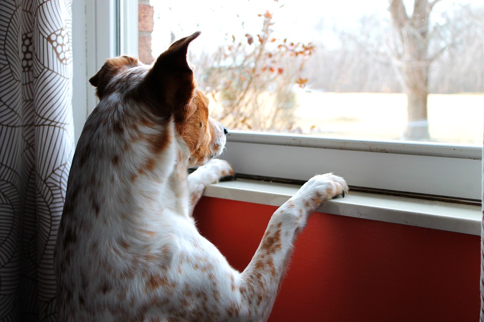 dogs with separation anxiety