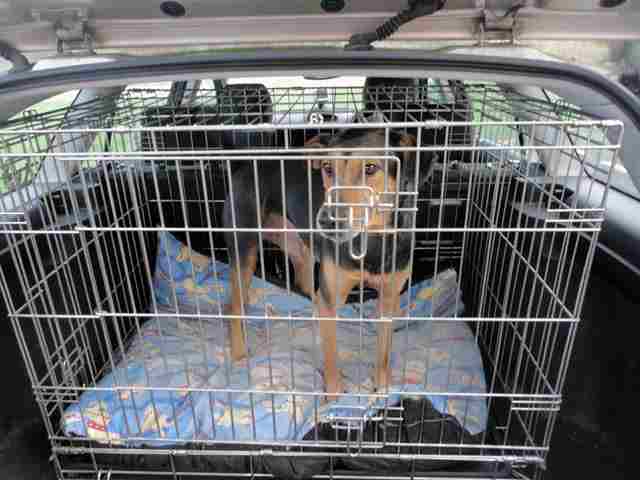 dog travel by car in his crate