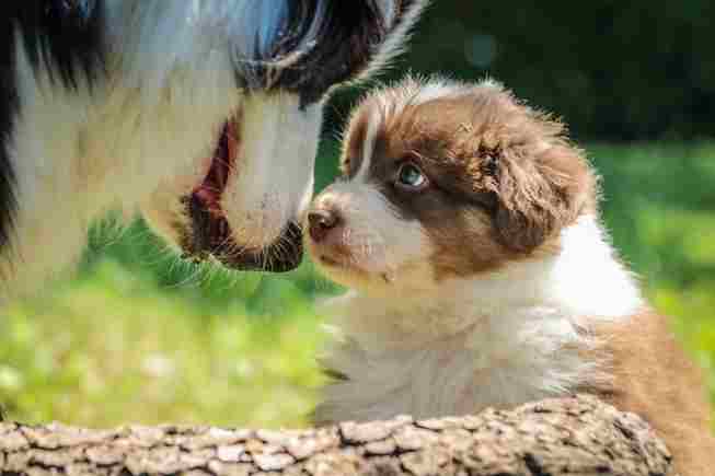 When to start crate training a puppy