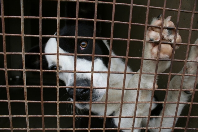 Is crate training cruel to puppies