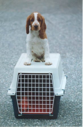 Puppy on the crate