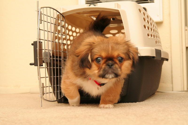 How long to crate train a puppy