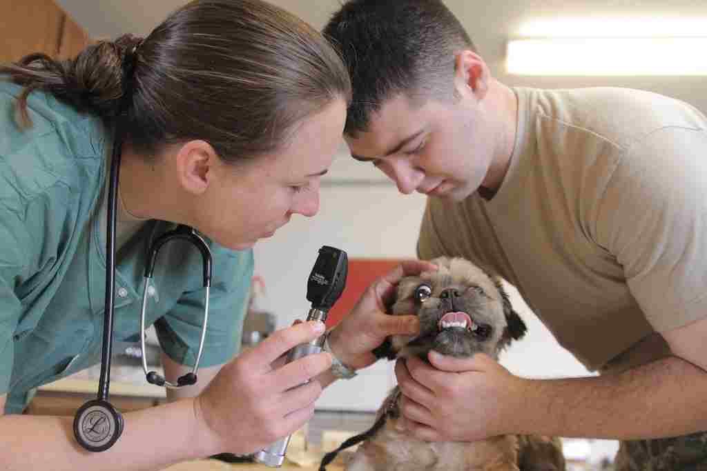 dog scared at the vet