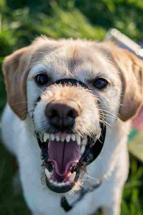 Aggressive dog that suffers from anxiety