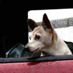 Best dog crate for car travel