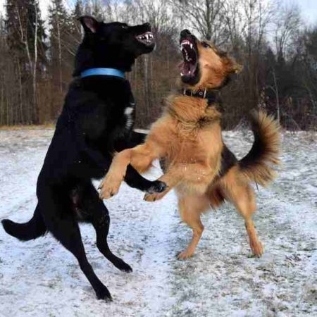 11 crate training tips that actually work - crate training center