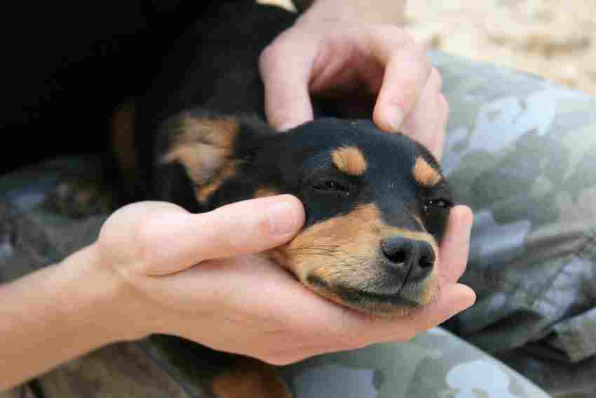 Cuddling a dog to reduce anxiety