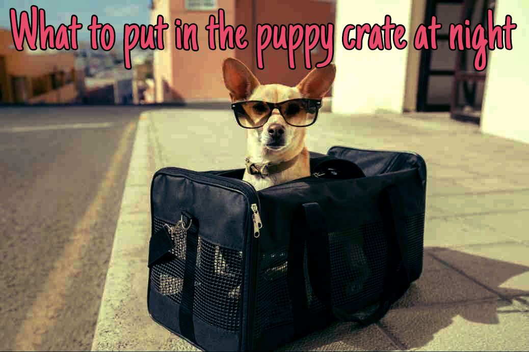 What to put in the puppy crate at night crate training center