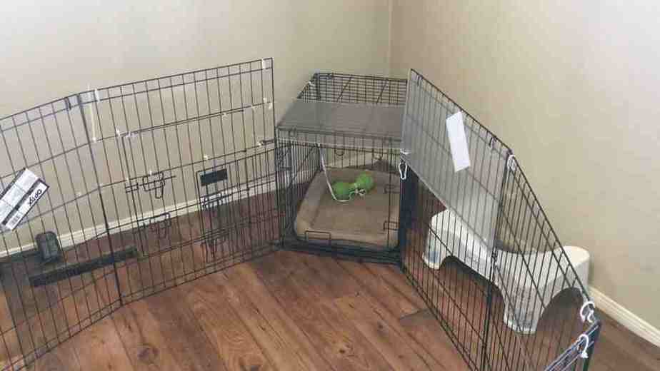 Is It Ok To Leave Puppy In Playpen While At Work