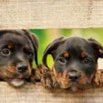 Crate training a Rottweiler puppy