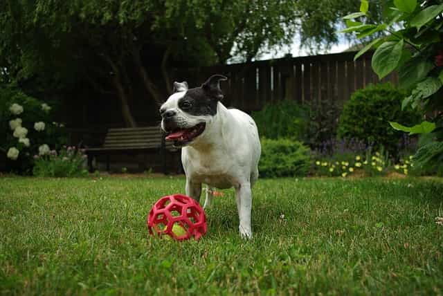 crate training a boston terrier