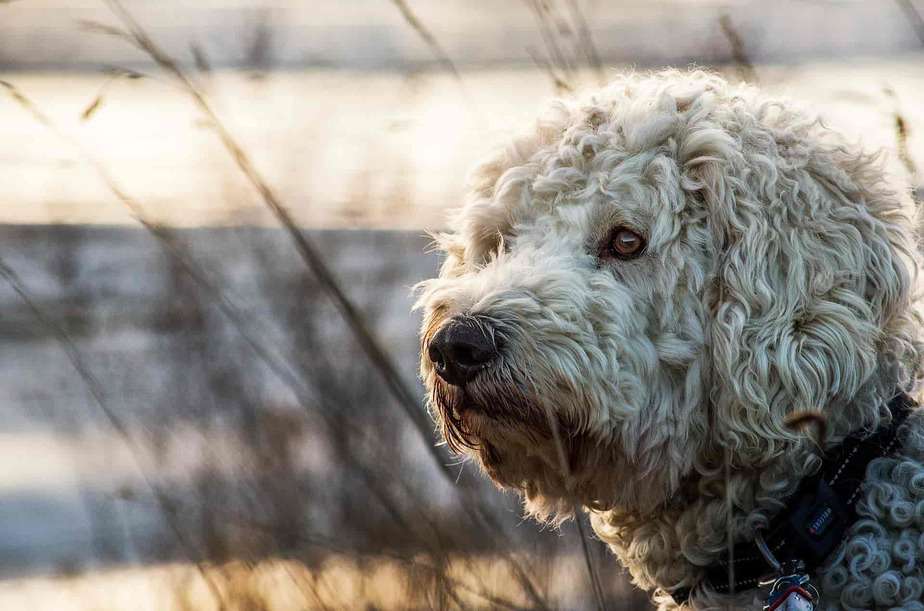 Crate training a Goldendoodle in 5 easy steps 1 Crate training a Goldendoodle in 5 easy steps