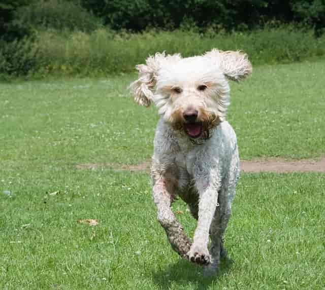 Crate training a Goldendoodle in 5 easy steps 2 Crate training a Goldendoodle