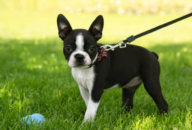 Crate training your boston terrier