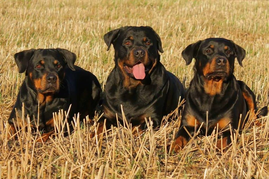 crate training an old rottweiler