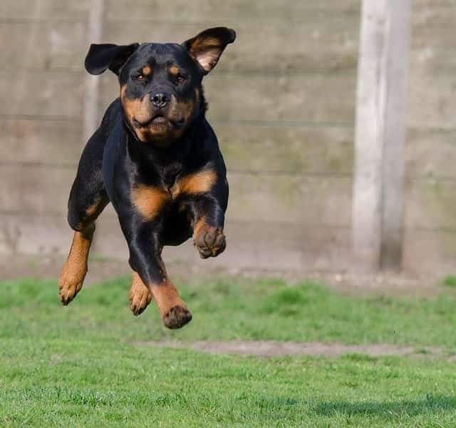 crate training a rottweiler puppy