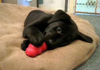 Crate training with kong