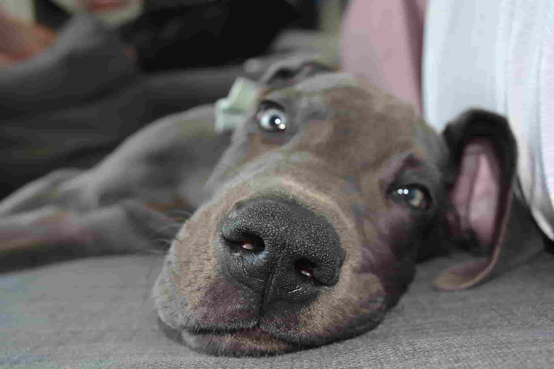 Crate training a great dane fast in 5 easy steps 1 Crate training a great dane fast in 5 easy steps
