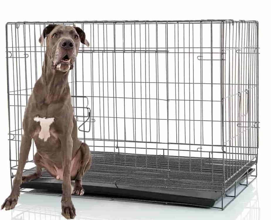 Crate training a great dane fast in 5 easy steps 5 crate training a great dane puppy