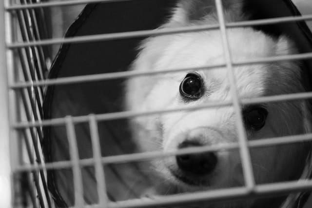 dog suddenly hates his crate at night