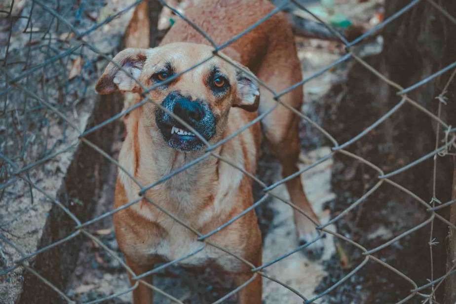 Dog whining in his crate all of a sudden? 10 Shocking reasons crate