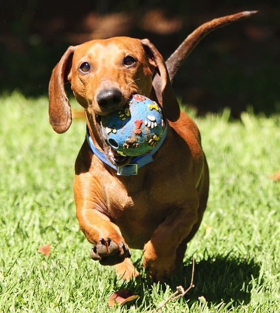 Chew toys for crate training a dachshund puppy