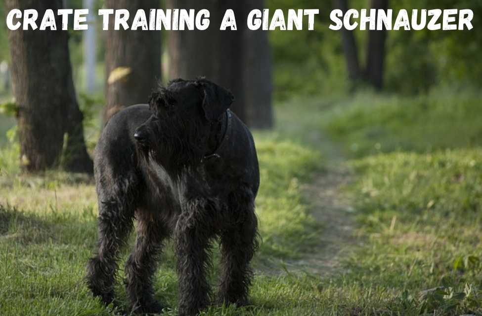 how to potty train a giant schnauzer