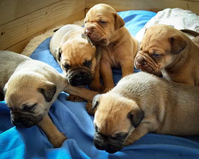 Crate training littermate puppies