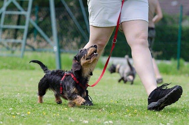 Is it hard to crate train a dachshund puppyIs it hard to crate train a dachshund puppy