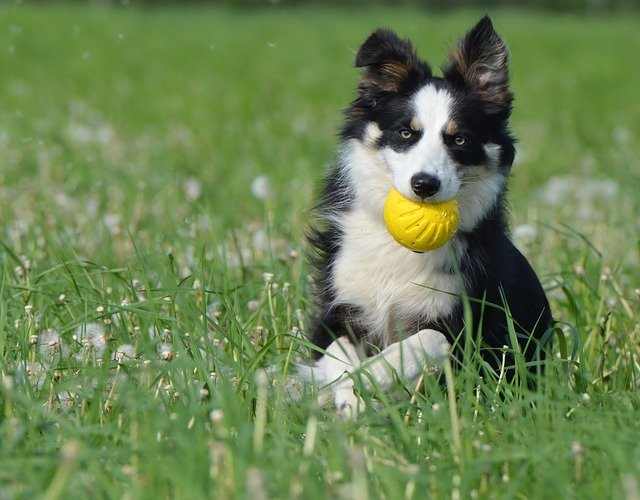 best chew toy for a border collie