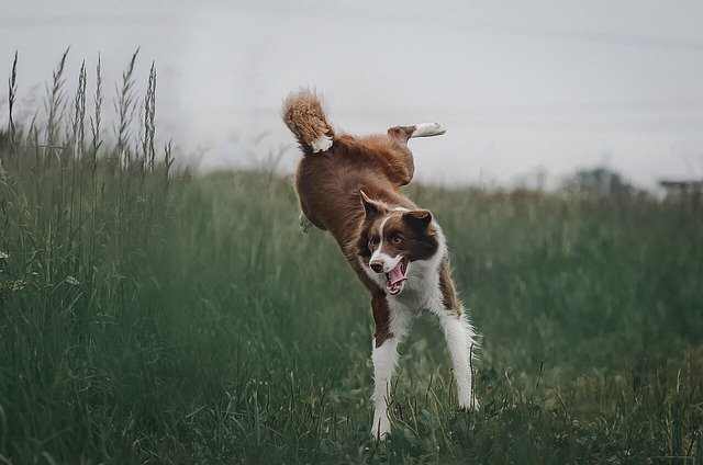 crate training a border collie is hard