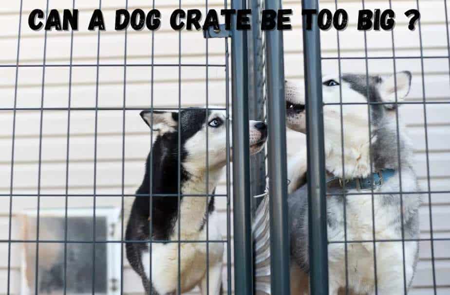 What happens if dog crate is too big