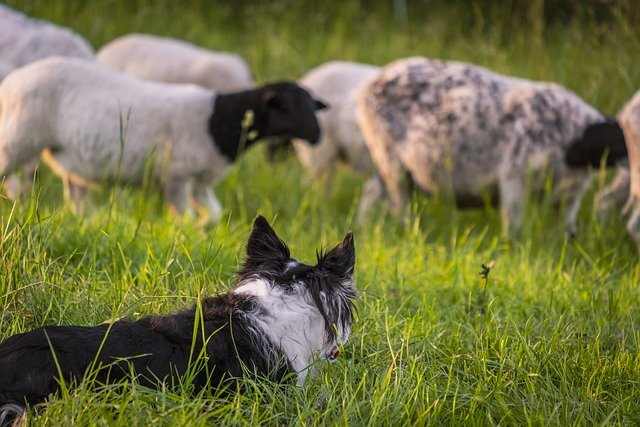 crate training a border collie at night