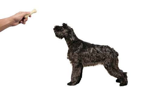 crate training treats for giant schnauzer