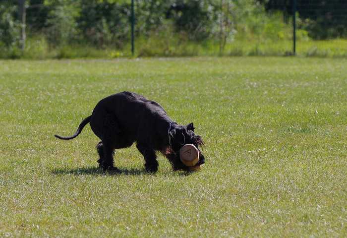 How to crate train a giant schnauzer