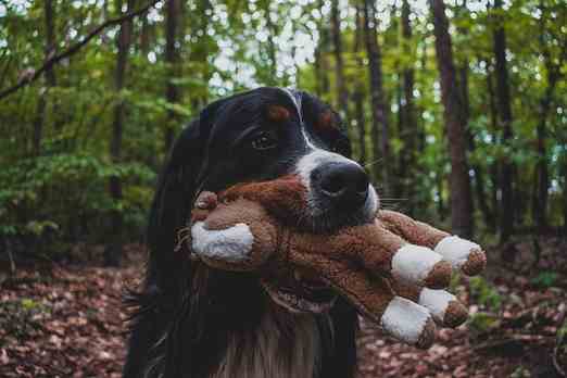 best toys for crate training a bernese mountain dog