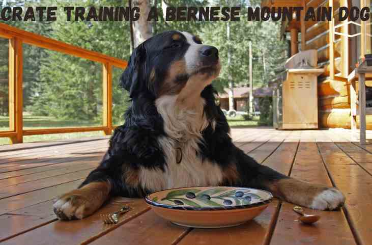 what size crate does a bernese mountain dog need