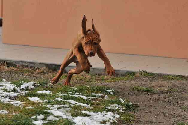 How to crate train a Vizsla puppy