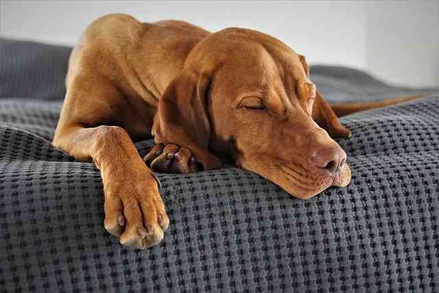 crate training a vizsla at night