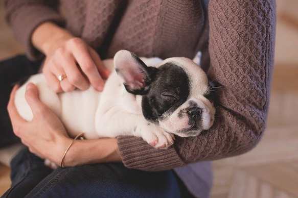 Crate training a bulldog puppy at night