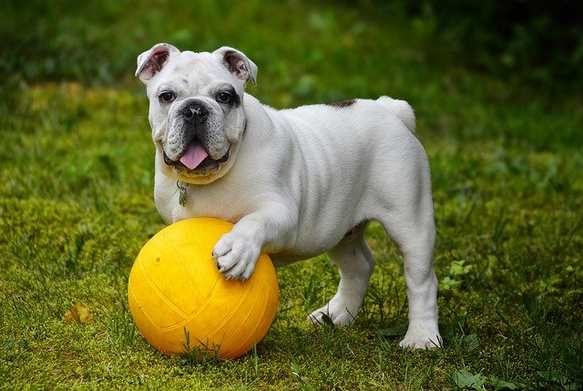 Crate training toys