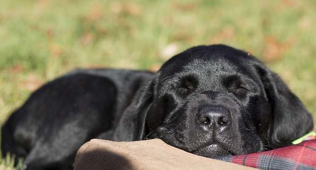 Can a puppy nap outside of the crate