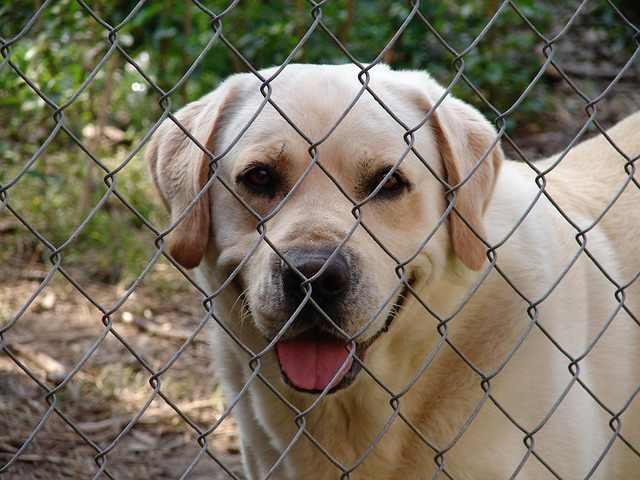 Is it cruel to close the puppy crate at night