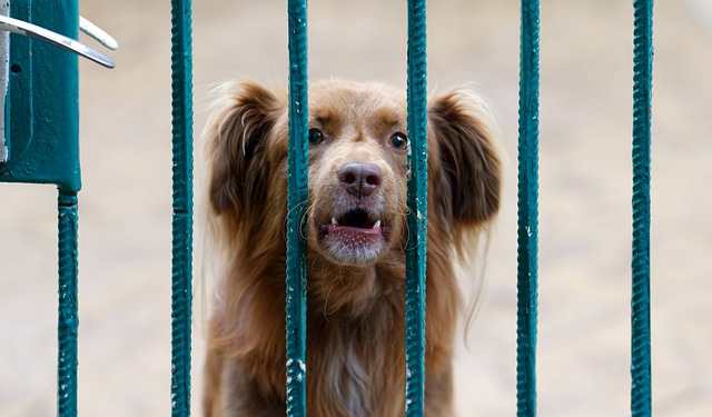 dog in crate for too long