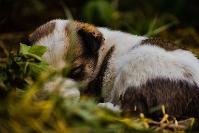 puppy changing nap spot