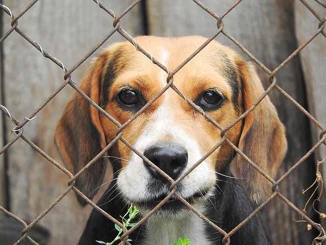 Should you shut the crate door on a puppy at night?