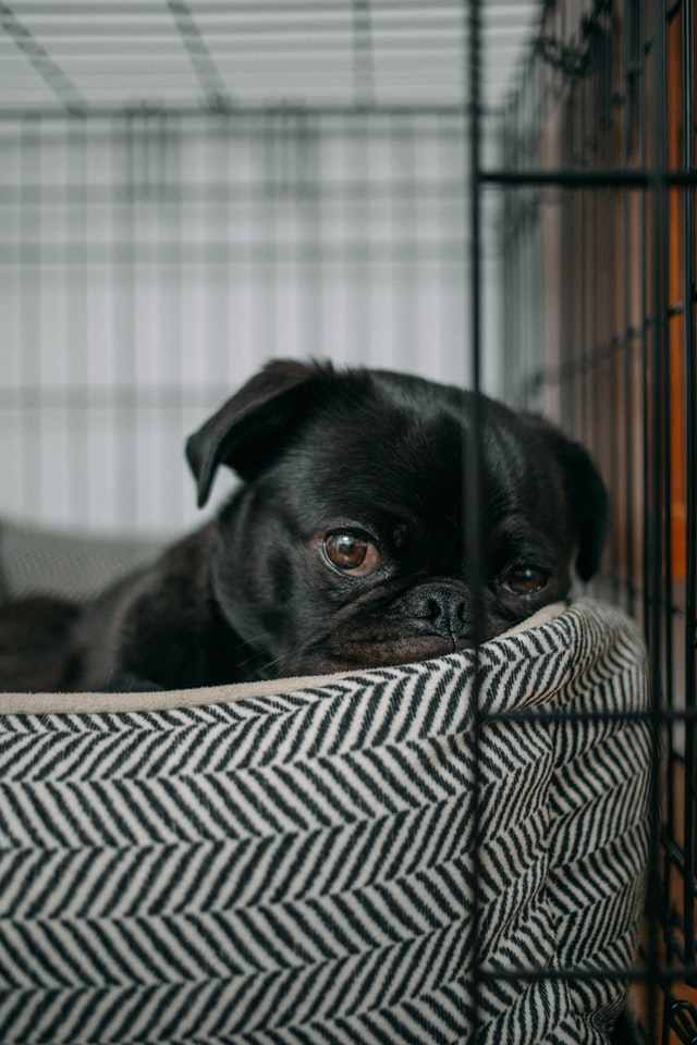 Dog stays in crate